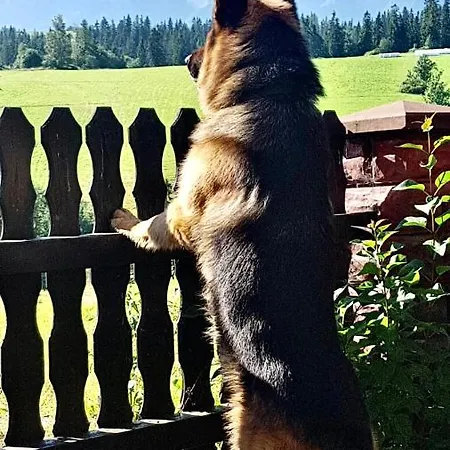 Проживание в семье Widokowa *